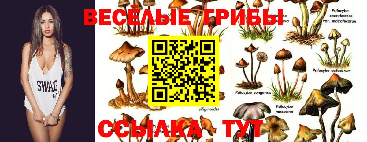 Псилоцибиновые грибы Psilocybe Лянтор